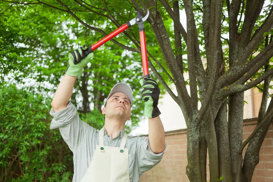 Tree Trimming