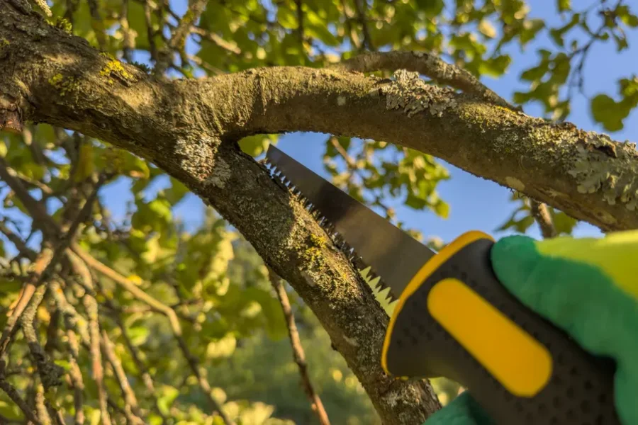 Experienced Tree Trimming Wenatchee, WA Experienced Tree Trimming Wenatchee, WA