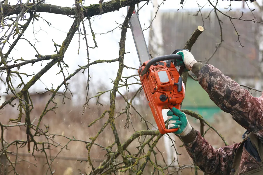 Expert Tree Trimming Wenatchee, WA Expert Tree Trimming Wenatchee, WA