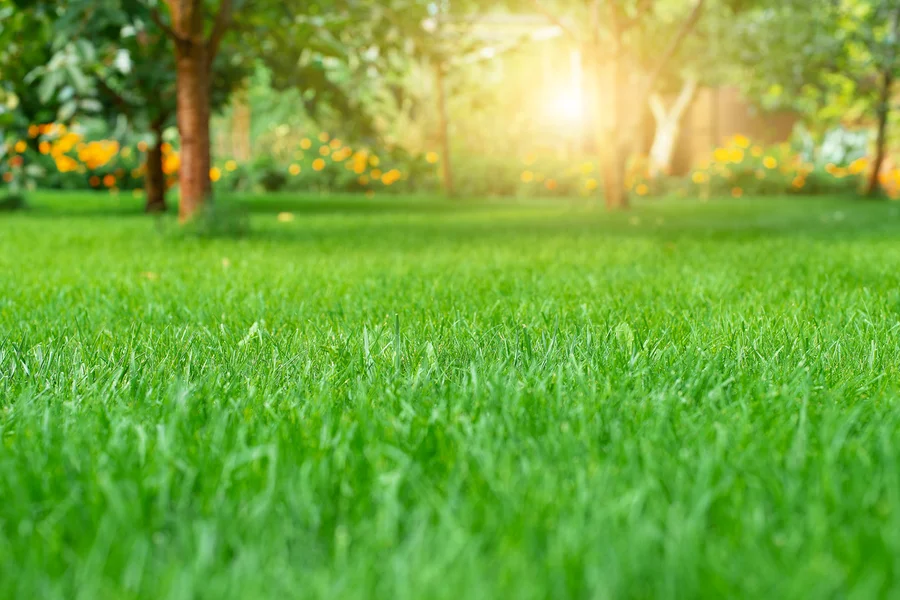 How To Fix Common Lawn Problems Quickly Wenatchee, WA How To Fix Common Lawn Problems Quickly Wenatchee, WA