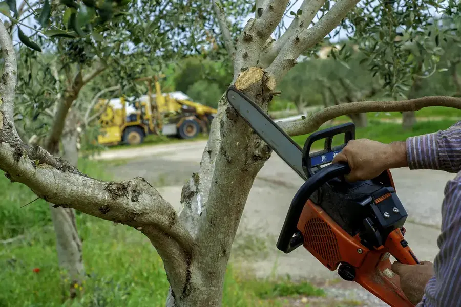 How Tree Trimming Service Enhances Yard Safety And Appearance Wenatchee, WA How Tree Trimming Service Enhances Yard Safety And Appearance Wenatchee, WA