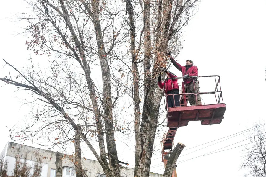 How Tree Trimming Service Enhances Yard Safety And Appearance in Wenatchee, WA How Tree Trimming Service Enhances Yard Safety And Appearance in Wenatchee, WA