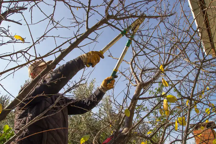How Tree Trimming Service Protects Surrounding Structures Wenatchee, WA How Tree Trimming Service Protects Surrounding Structures Wenatchee, WA