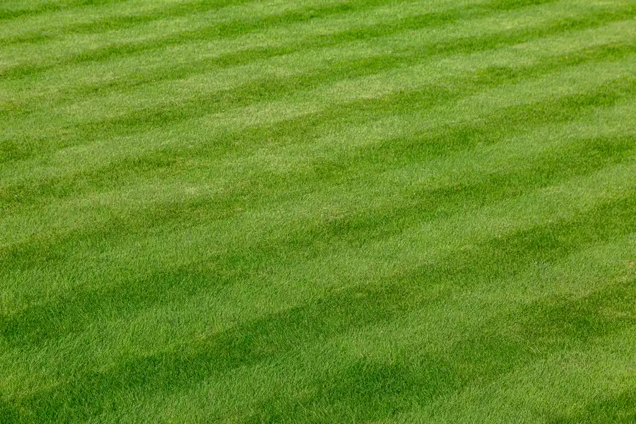 Lawn Care Mistakes To Avoid For A Healthier Lawn Wenatchee, WA Lawn Care Mistakes To Avoid For A Healthier Lawn Wenatchee, WA