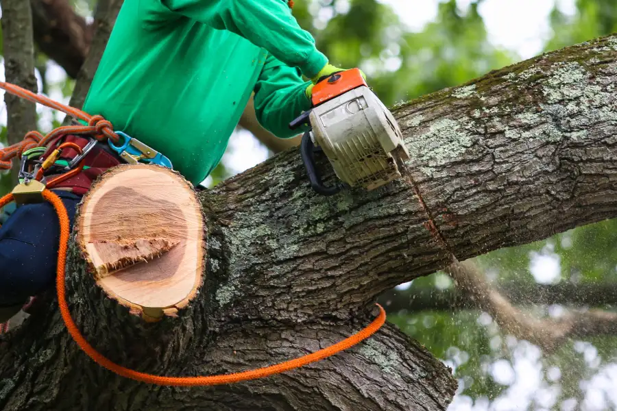 Top-rated Tree Trimming Wenatchee, WA Top-rated Tree Trimming Wenatchee, WA